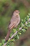 Canyon Towhee